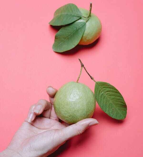 10 beneficios de la hoja de guayaba