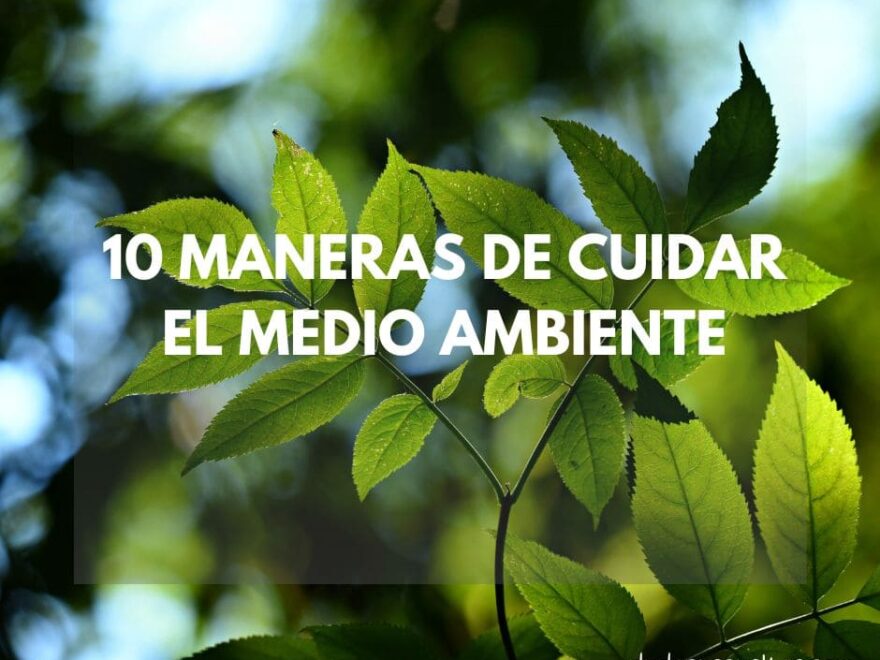 Imagen ilustrativa: 10 maneras de cuidar el medio ambiente. Consejos prácticos para promover la sostenibilidad y proteger nuestro planeta.