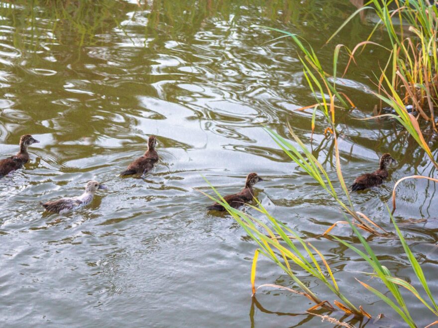 10 nombres de plantas acuáticas y sus características