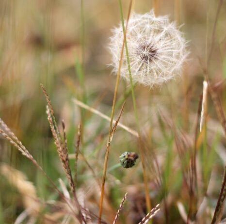 10 beneficios del diente de león